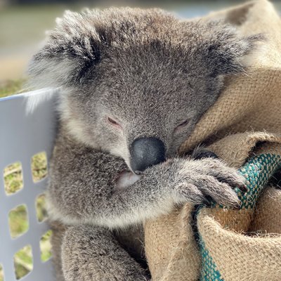 A koala sleeping in a laundry basket
